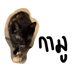 Peanut & Putney V.1