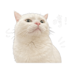 迷路咪嚕