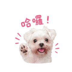 玫瑰常用語