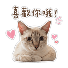 丸子：超實用！貓咪日常聊天貼圖