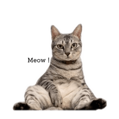Duliz Meow
