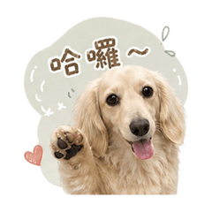 Q比臘腸狗