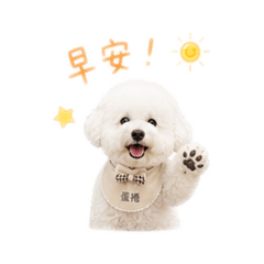 比熊:蛋捲 Danjuan