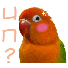 可愛小芒果之甜言蜜語篇
