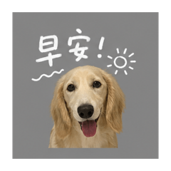 安安之3