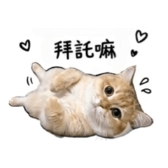 皮、寶、咪的日常