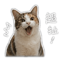 超扯咪仔