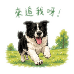 小黑白狗の日常