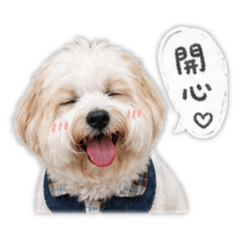 馬爾泰迪Cookie Shen❤️