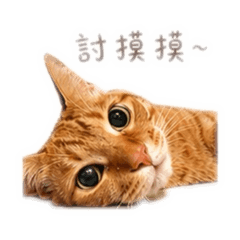 言羅王家小卯咪_爭爭