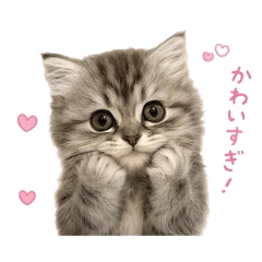 lovely_20260510074923