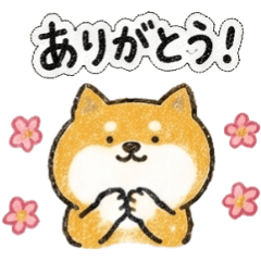 Daily Life of a Round Shiba Inu