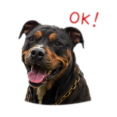 Black and tan Pitbull