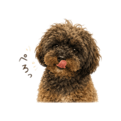 tapioca_20260510172437
