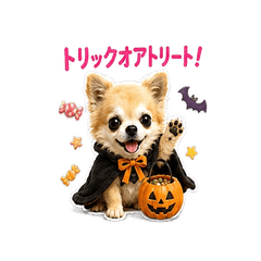 Halloween Chihuahua Stickers