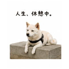 Daily Chat Stickers  ICHI ver.2.0
