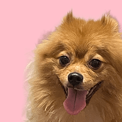 Pomeranian Chacha.
