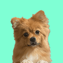 Pomeranian Chacha honorific language.
