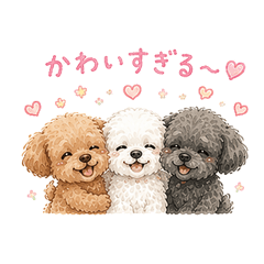 3 Colors Toy Poodle Feelings