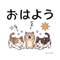 Three Bestie Nyannko : Everyday Life