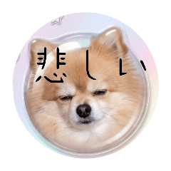marimo_20260510094420