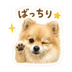 PomeranianLILI_20260510163157