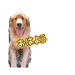 INU_20260510163619