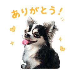 ponkichi3_20260510170800