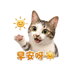 bubu 猫