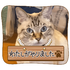 house cat_20260510102109