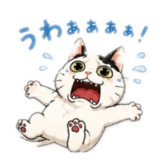 raccoon.tanda_20260510101607