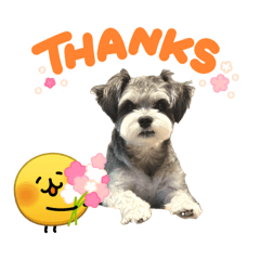 Buddy_20260510104440