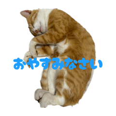tama_20260510175244
