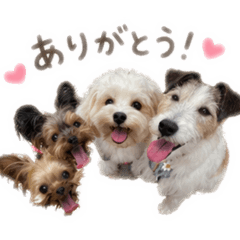 toy_yy_20260510190954