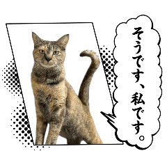 cats-.1
