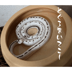 Kinako_20260510190425