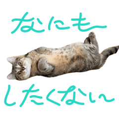 aozoratomua_20260510105043