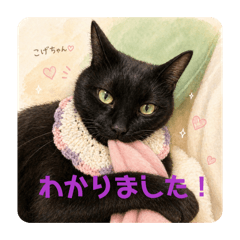 okogemaru_20260510112002
