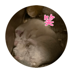 nosakazu_20260510191922