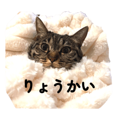 mrk_20260510185656