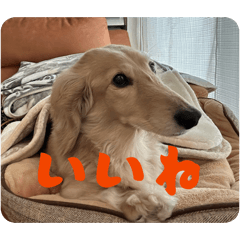 koha_20260510185826