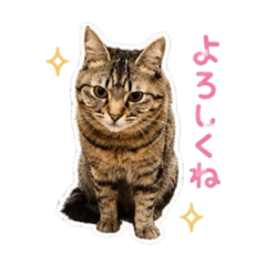 torakiji_20260510201710