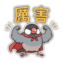 黑文鳥♥啾啾日常♥