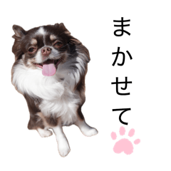 Chihuahua_20260510115543