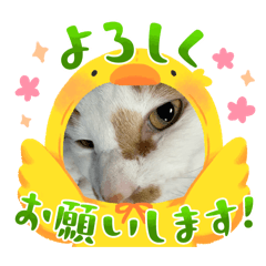 tam_20260510115001
