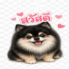 SeeEw CutePormeranian