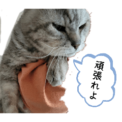 maorin_20260510124731