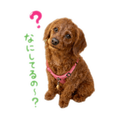 akonotomodachi_20260510125421