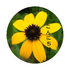 nanomi_20260510130433