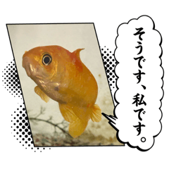 hatahata_20260510130215
